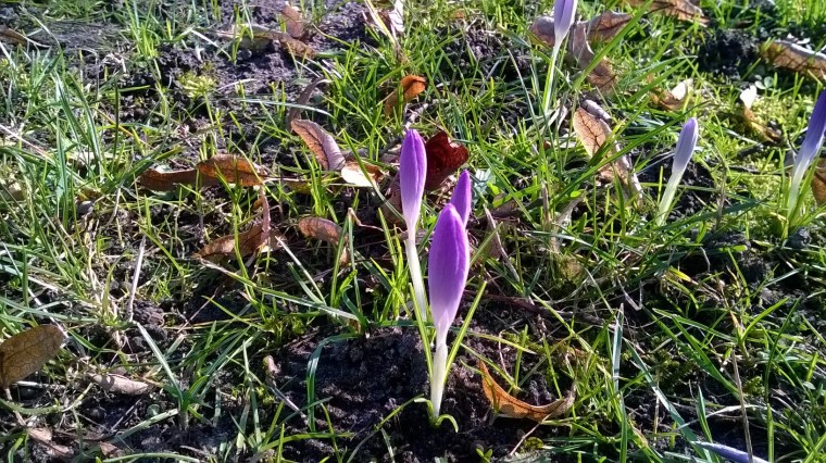 WP_20160301_11_59_45_Pro