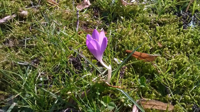 WP_20160301_12_00_28_Pro