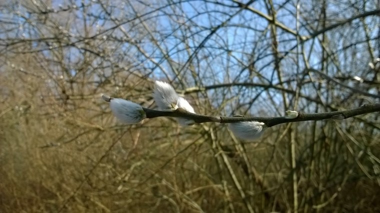 WP_20160301_12_13_53_Pro